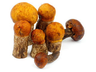 Orange-Cap Boletus