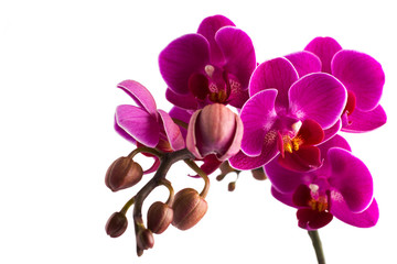 Orchid.
