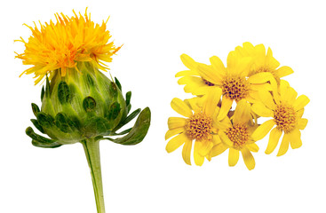 ベニバナとダールベルグデージー