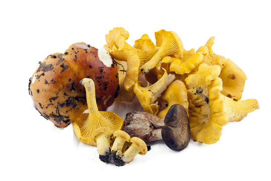 chanterelles, fresh mushrooms