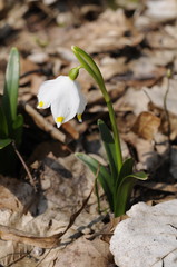Snowdrop