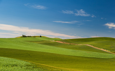 agricultural wheat field in rural area of Washington state
