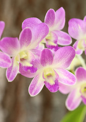 Naklejka na ściany i meble beautiful purple orchid plant