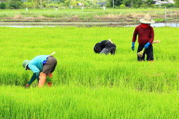 farmer working rice plant  in farm of Thailand