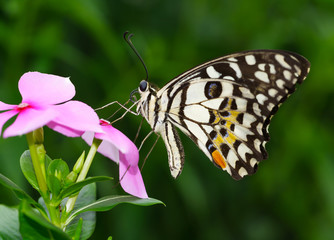 Butterfly on flower.