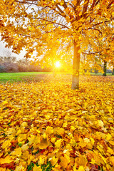 Sunny autumn foliage