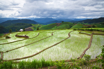 Terraced Rice Field in Chiangmai, Thailand