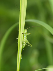 Green grasshopper