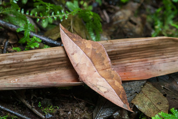 Dead Leaf Moth (oxytenis modestia) © Christof Muller