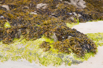 Atlantic algae
