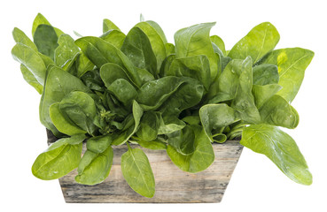 Fresh Spinach Leaves on white