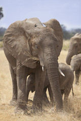 Elephant mother with cub
