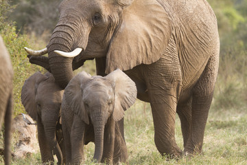 Elephant mother with cubs - obrazy, fototapety, plakaty