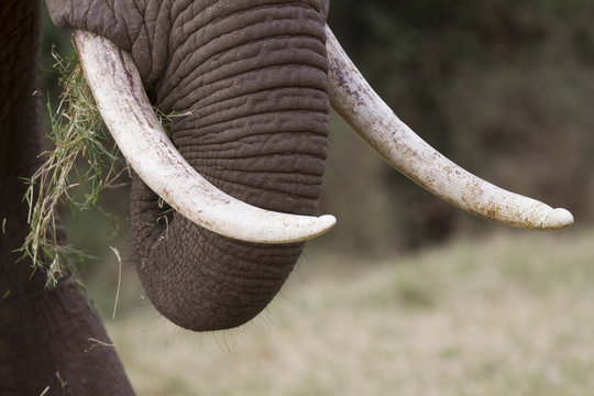 African elephant tusks with wearing signs