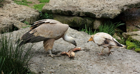 Obraz premium charognards en concurrence