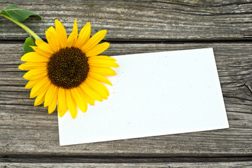 Naklejka premium sunflower