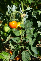 tomates bio et feuillage au potager