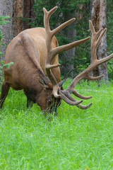 Large bull elk grazing in summer grass in Yellowstone