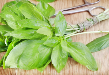 Fototapeta premium fresh basil