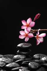 Obraz na płótnie Canvas frangipani and black pebbles