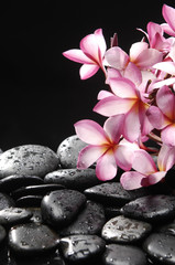 Fototapeta na wymiar Branch of frangipani with zen stones