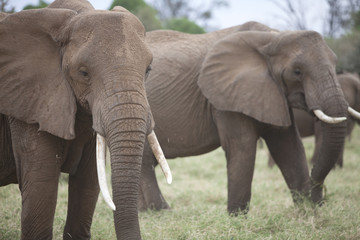 Group of elephants feeding