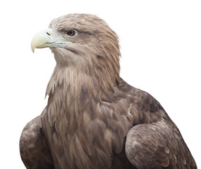 Obraz premium portrait of an eagle