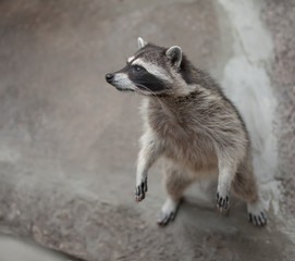 raccoon