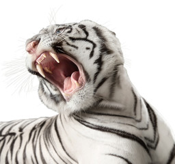 Fototapeta premium the white tiger growls