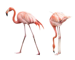 Tuinposter Flamingo Twee flamingo& 39 s