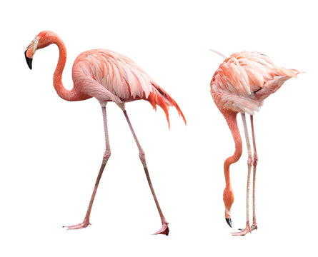 Fototapeta Two flamingo