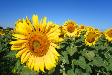 Obraz premium tournesol 03