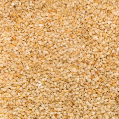 Sesame