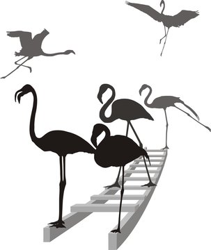Flamingos on the ladder in grayscale