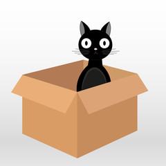 black cat in box