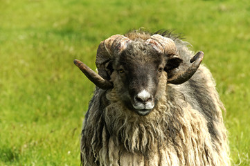 Adult ram sheep in a grass field