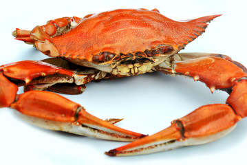 Red Crab Isolated