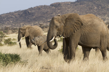 Obraz premium Group of elephants feeding