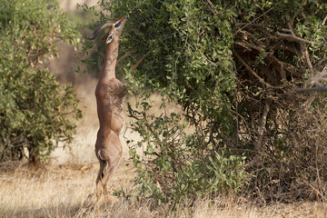 Gerenuk antelope browsing bush