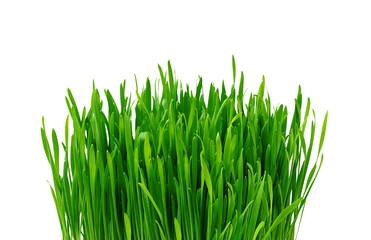 Fototapeta na wymiar zielona trawa na białym tle