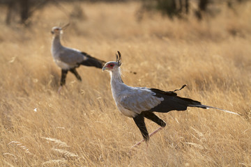 Secretary birds walking in yellow grass