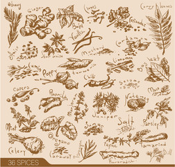 Hand drawn spices and herbs collection. Vector design - obrazy, fototapety, plakaty