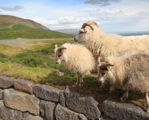 Naklejka premium Icelandic Sheep Roaming the Countryside in the Summer