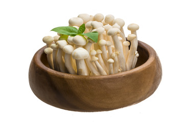 Japan mushroom Shimeji
