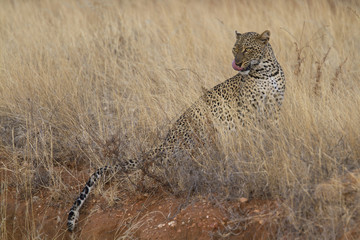 Wild leopard sitting in yellow grass