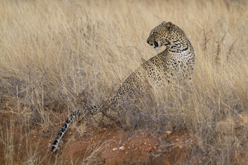 Fototapeta premium Wild leopard sitting in yellow grass