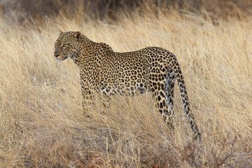 Fototapeta premium Wild leopard standing in yellow grass
