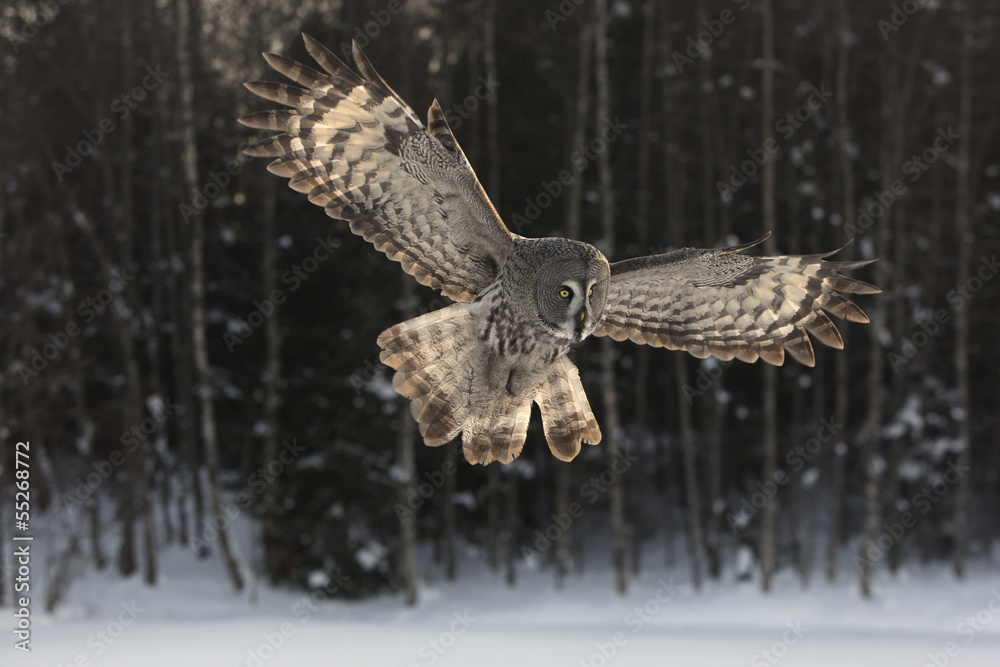 Sticker Great-grey owl, Strix nebulosa