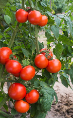 growth tomatoes