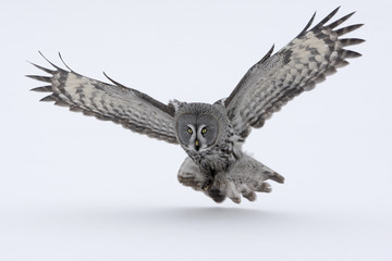 Obraz premium Great-grey owl, Strix nebulosa